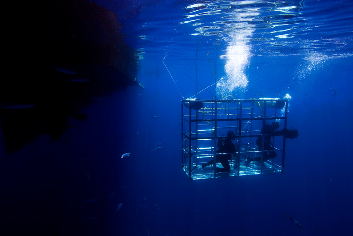 Divers in a shark cage.