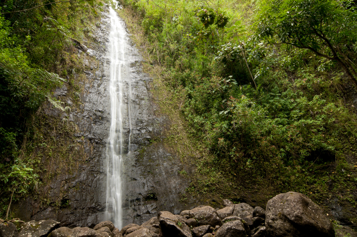 The Famous Manoa Falls just outside Waikiki is approximately 150 feet tall.